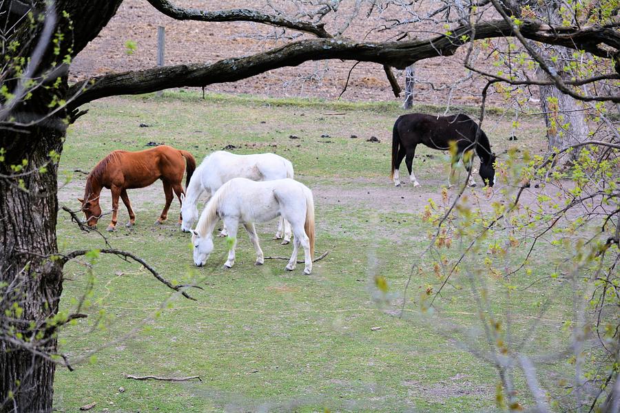 Spring Grazing Photograph by Bonfire Photography