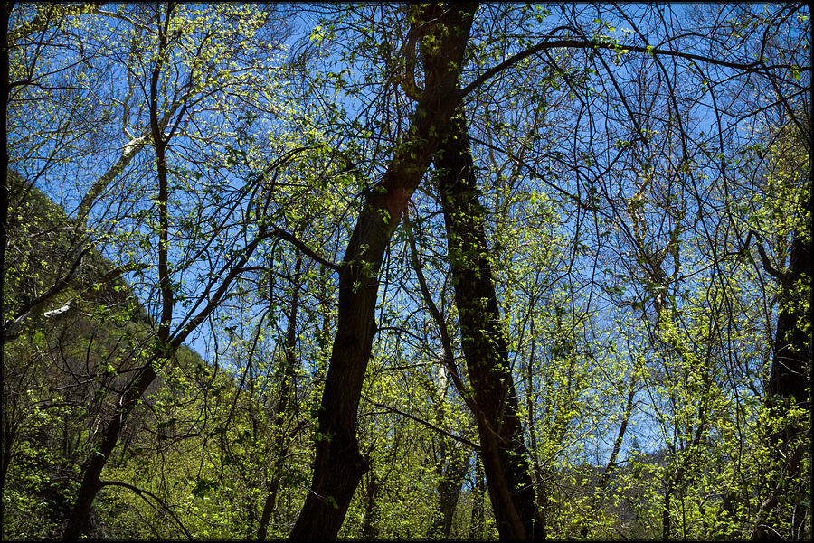 Spring Green 2 Photograph by Bonnie Follett