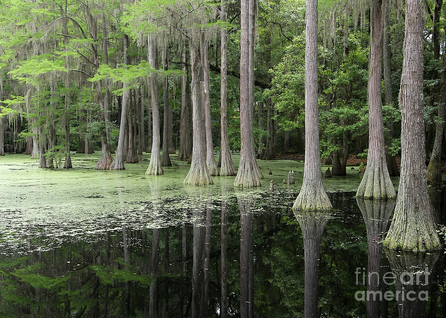 Spring Green in Cypress Swamp Photograph by Carol Groenen