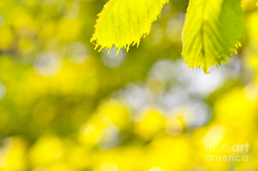 Spring green leaves and blurred space  Photograph by Arletta Cwalina