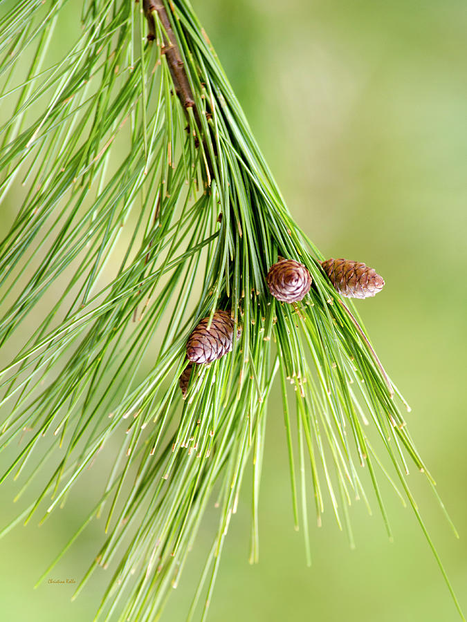 Spring Pine Branch Photograph by Christina Rollo