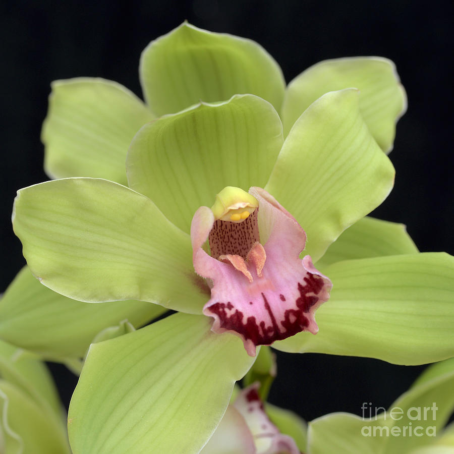 Orchid Photograph - Spring Green by Terri Winkler
