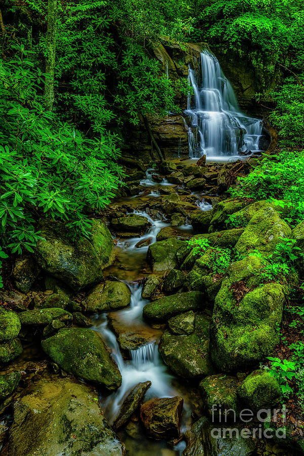 Spring Green Waterfall and Rhododendron Photograph by Thomas R Fletcher