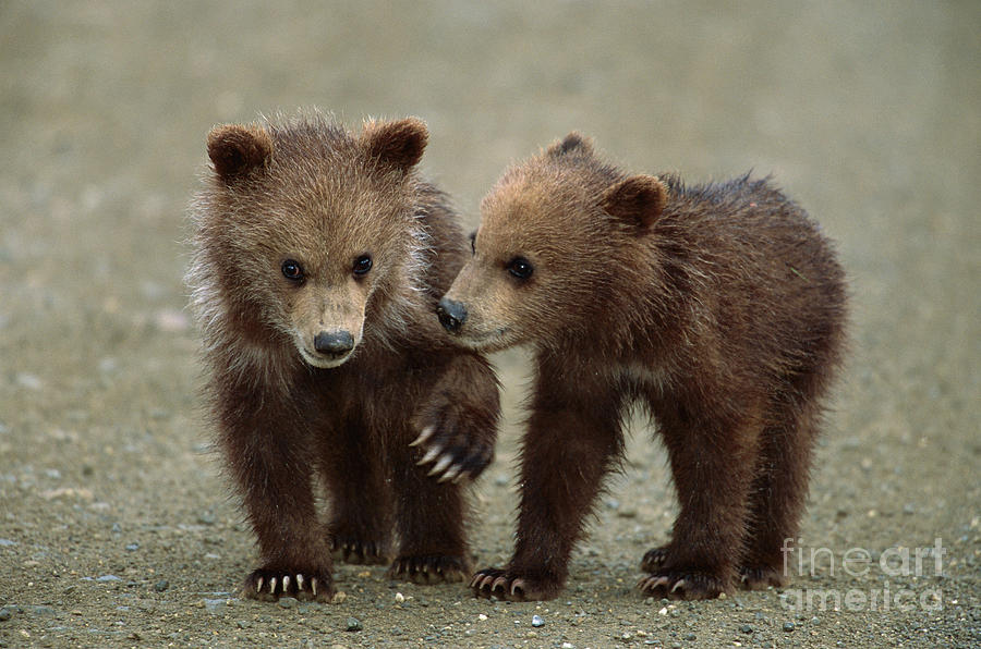 Spring Grizzly Cubs in Denali Photograph by Yva Momatiuk John Eastcott