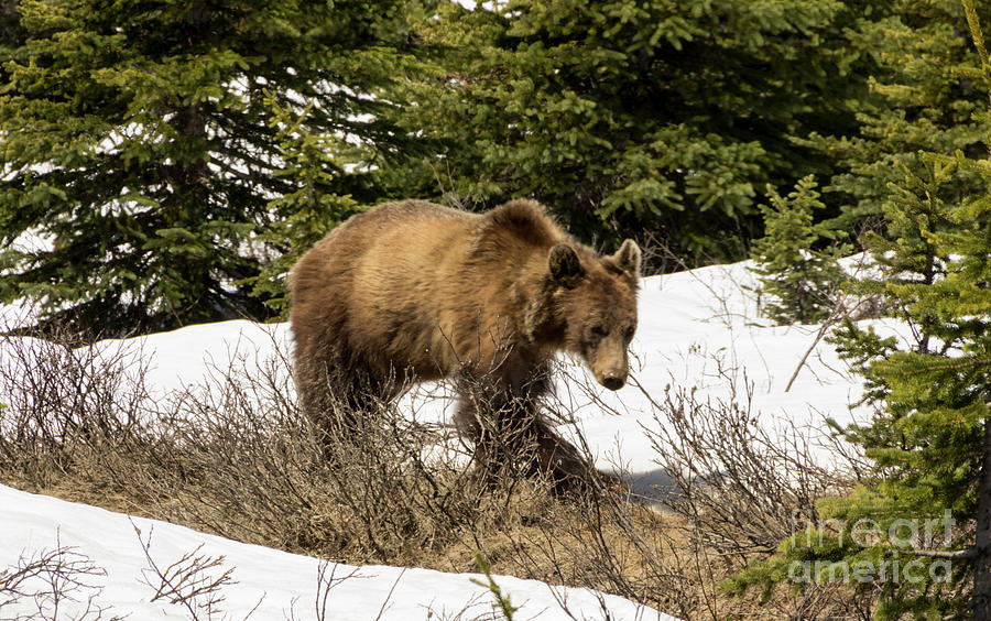 Spring Grizzly Photograph by Louise Magno