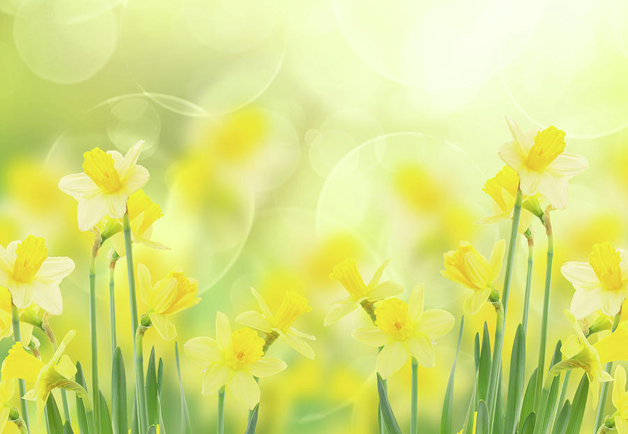 Spring Growing Daffodils In Green Garden Photograph
