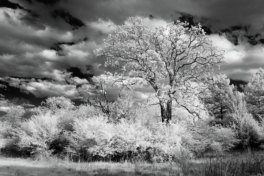 Spring Growth in Black and White Photograph by James Barber
