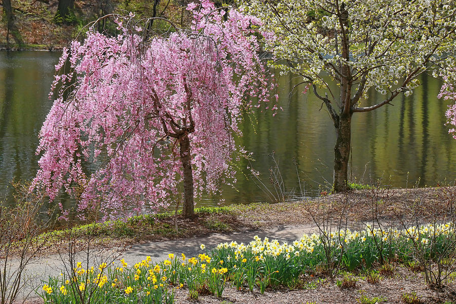 Cherry Blossom Trees of Branch Brook Park 15 Photograph by Allen Beatty