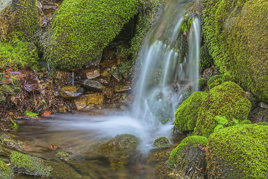 Spring Has Sprung A Study 0f Moss And Water Photograph by Angelo Marcialis