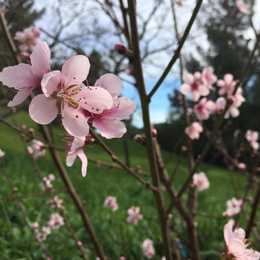 Peach Photograph - Peach blossoms by Nancy Ingersoll