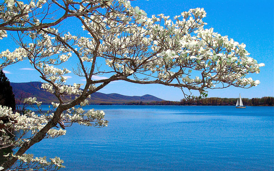 Spring Has Sprung Smith Mountain Lake Photograph by The James Roney Collection