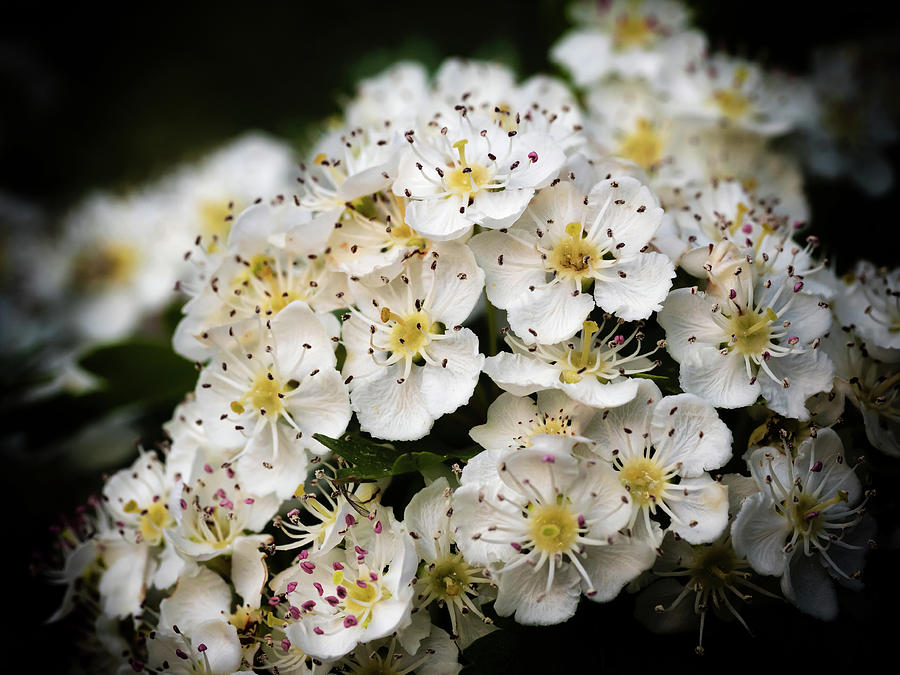 Spring Hawthorn Photograph by Nick Bywater