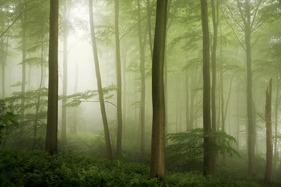 Spring Haze. Photograph by Inge Bovens - Fine Art America