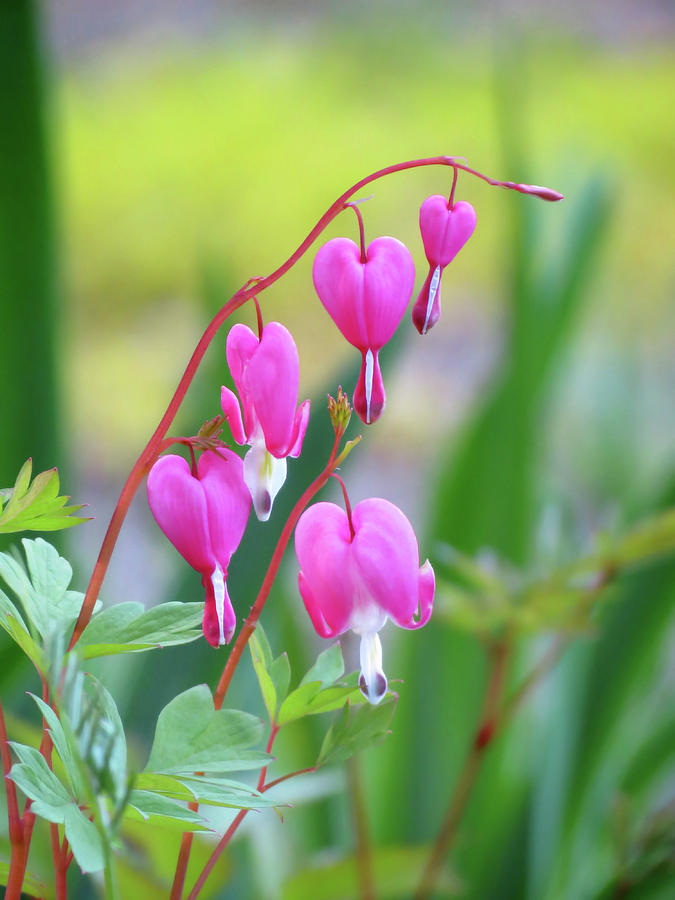 Spring Hearts - Flowers Photograph by MTBobbins Photography