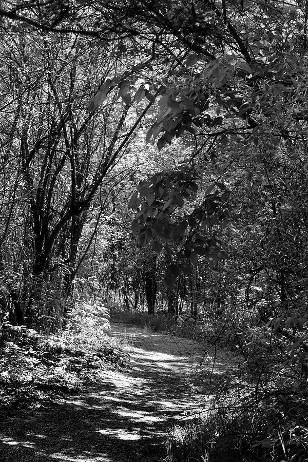 Spring Hiking Trail 2 BW 052318 Photograph by Mary Bedy