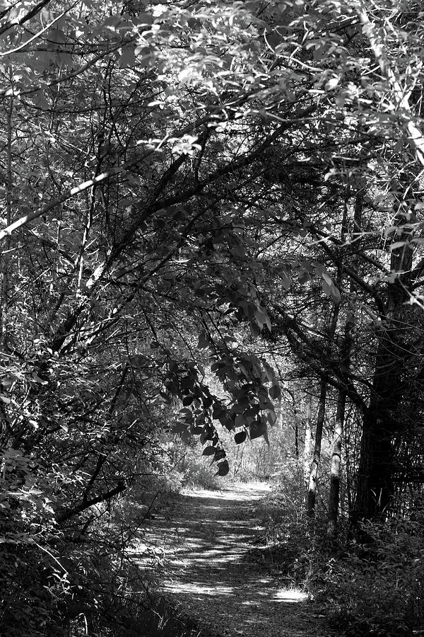 Spring Hiking Trail 3 BW 052318 Photograph by Mary Bedy
