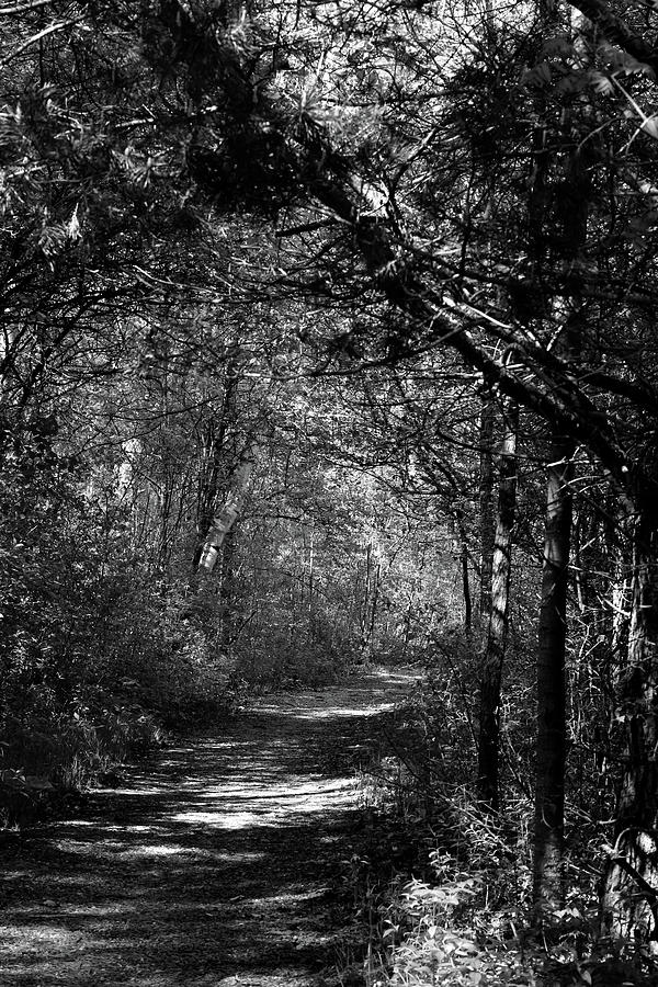 Spring Hiking Trail 4 BW 052318 Photograph by Mary Bedy
