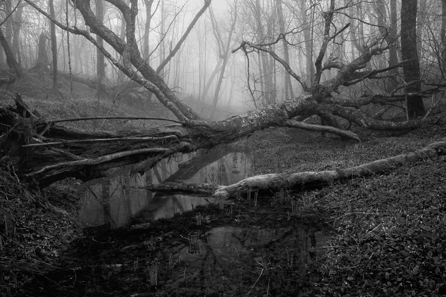Spring Hollow in Fog Photograph by Irwin Barrett