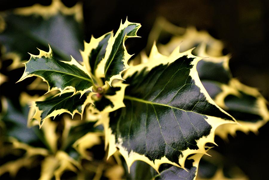 Spring Holly Photograph by Joshua Leavitt - Fine Art America