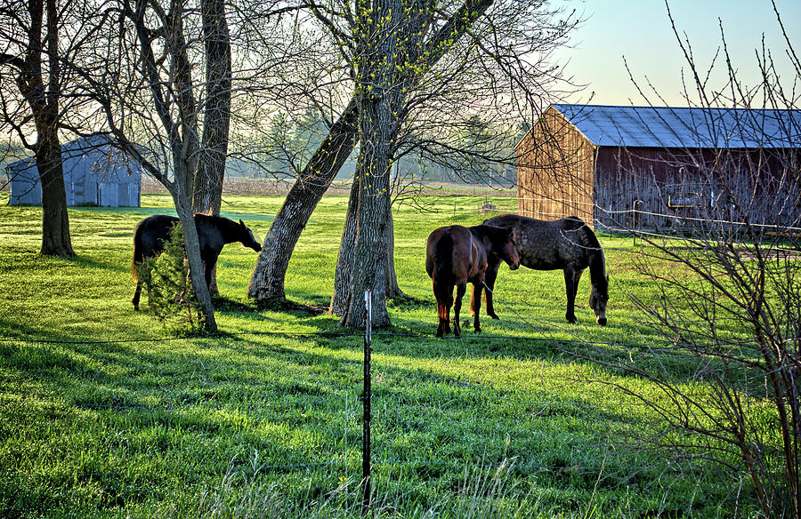 spring horses