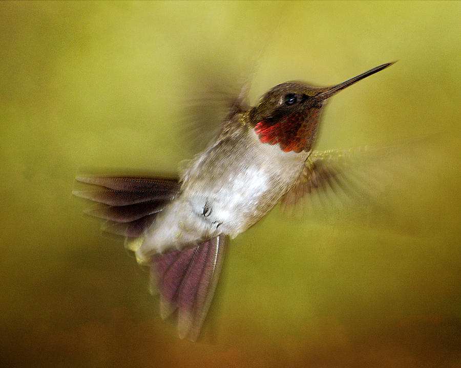 Spring Hummingbird Photograph by TnBackroadsPhotos 