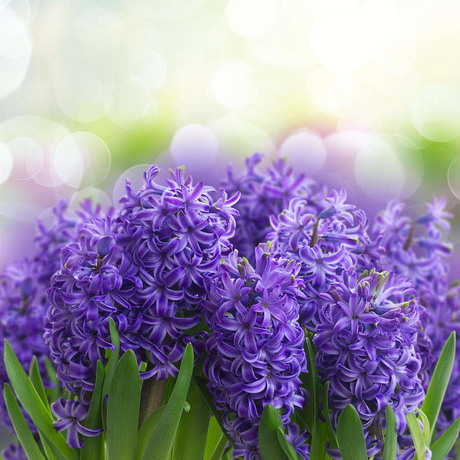 Spring Hyacinth Photograph by Anastasy Yarmolovich