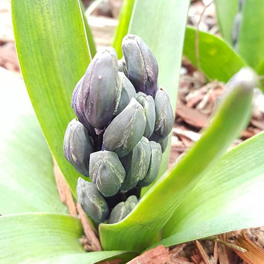 Spring Photograph - Spring Hyacinth By Tammy Finnegan by Tammy Finnegan