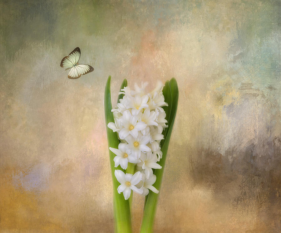 Spring Hyacinth Photograph by Kim Hojnacki