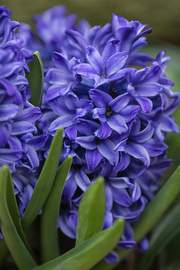 Spring Hyacinths Photograph by Dale Kincaid