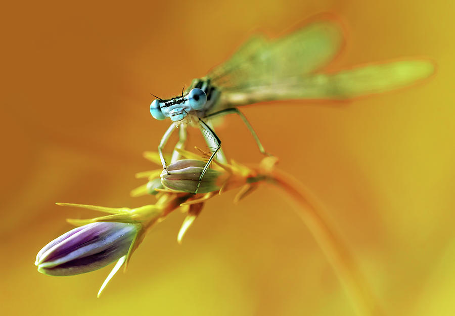 Spring impresion with blue dragonfly Photograph by Jaroslaw Blaminsky