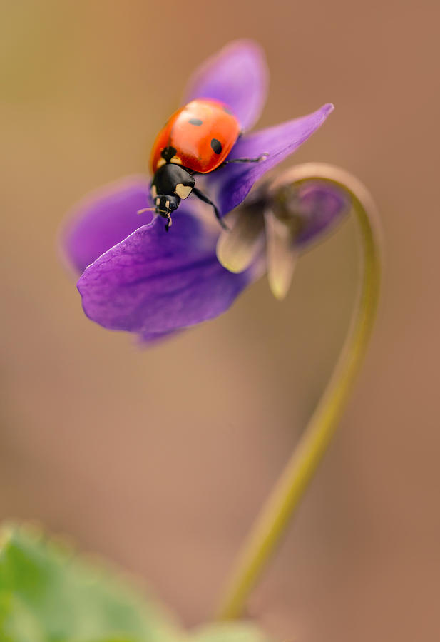 Spring impression with ladybug Photograph by Jaroslaw Blaminsky