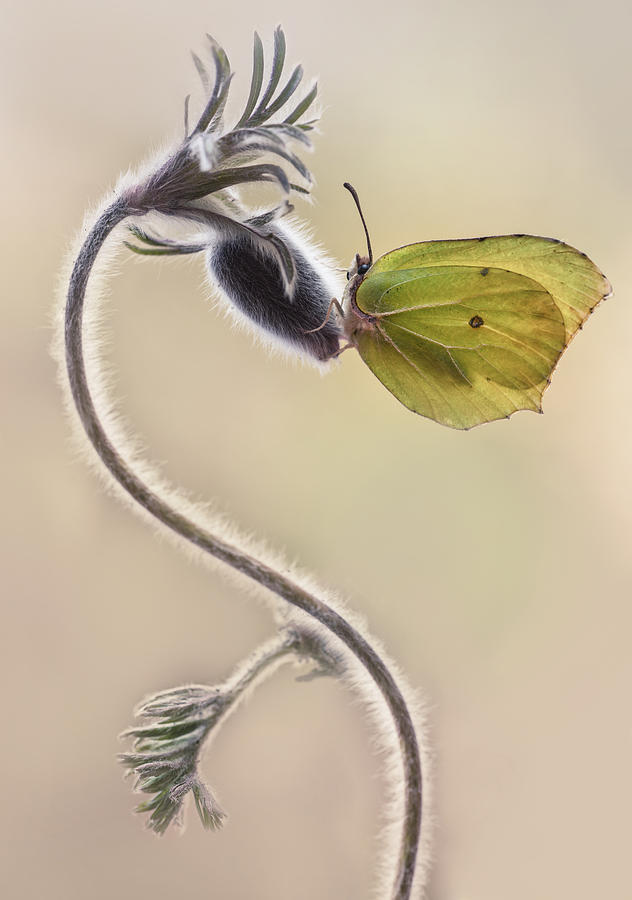 Spring Impression with yellow butterfly Photograph by Jaroslaw Blaminsky