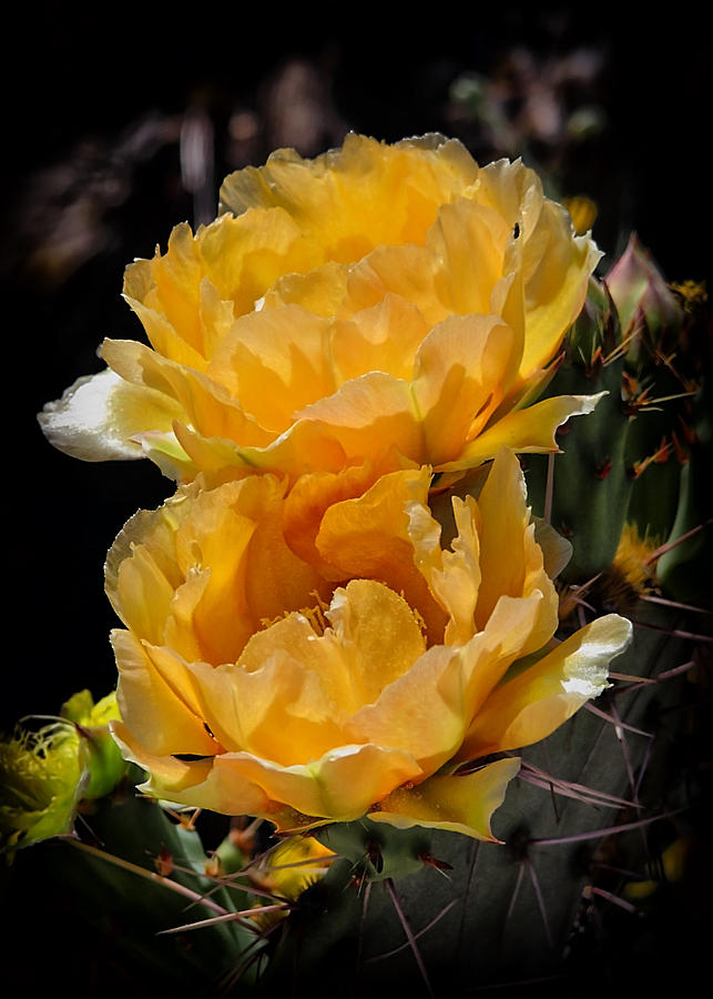 Spring In Arizona Photograph by Elaine Malott