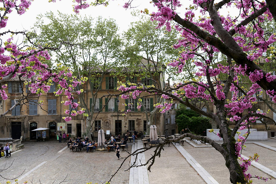 Spring In Avignon 2 Photograph by Andrew Fare