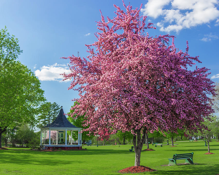 Spring in Bandstand Park Photograph by Tim Kirchoff