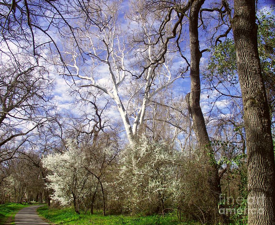 Spring in Bidwell Park Photograph by Richard Verkuyl