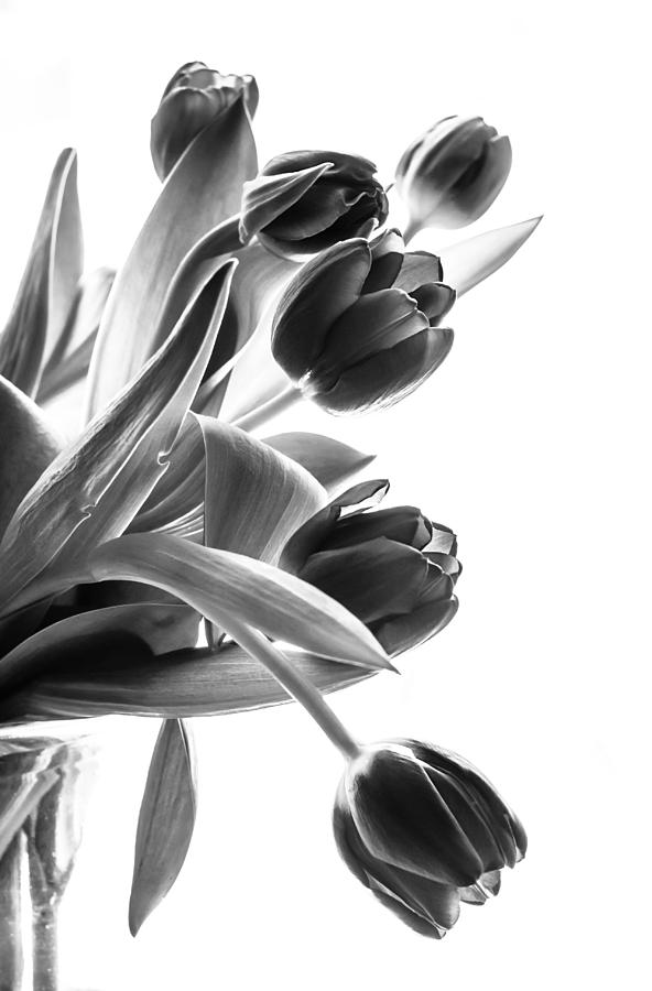 Spring in Black and White Photograph by Maggie Terlecki