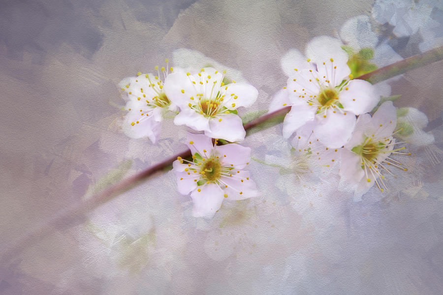 Spring in Blossom Digital Art by Terry Davis