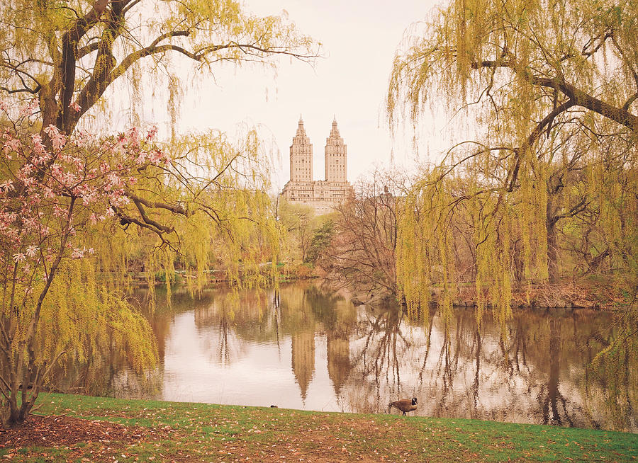 Spring in Central Park Photograph by Vivienne Gucwa