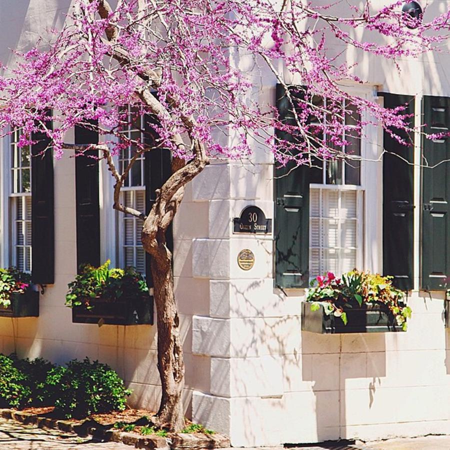 Spring In Charleston Is Heavenly Photograph by Cassandra M Photographer