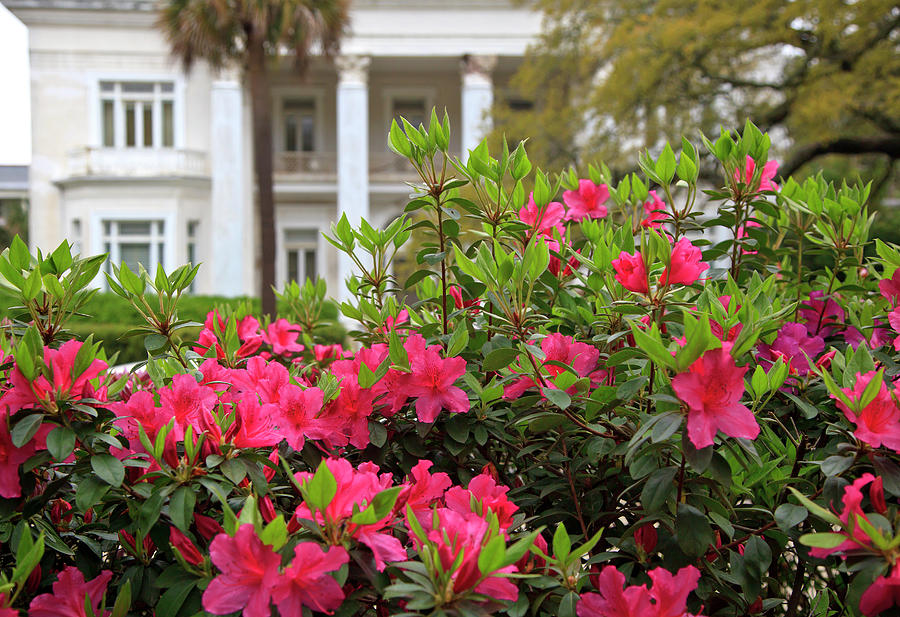 Spring in Charleston Photograph by Jill Lang