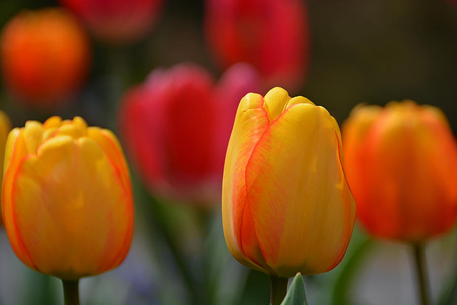 Tulip Photograph - Spring in colors by Lena Photo Art