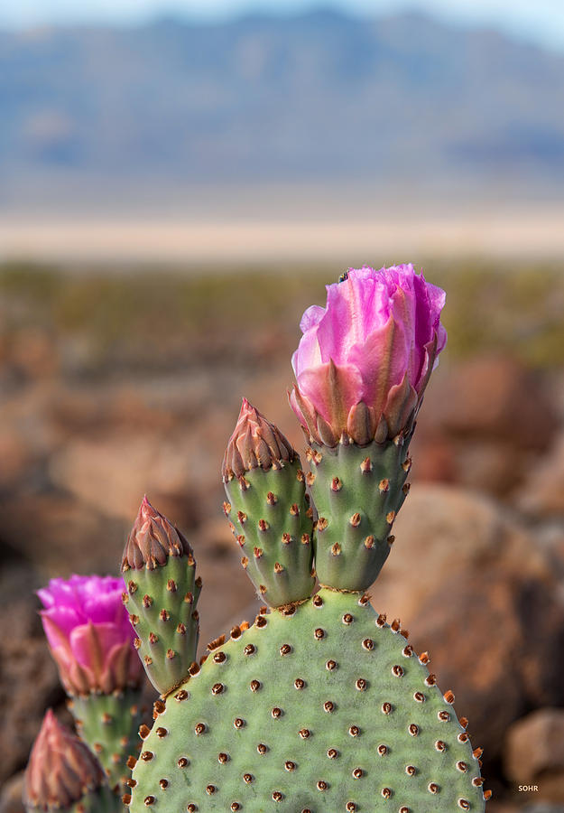 Spring in Death Valley Photograph by Dana Sohr