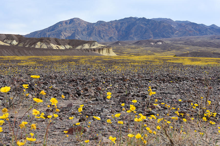 Spring In Death Valley Photograph by Dung Ma