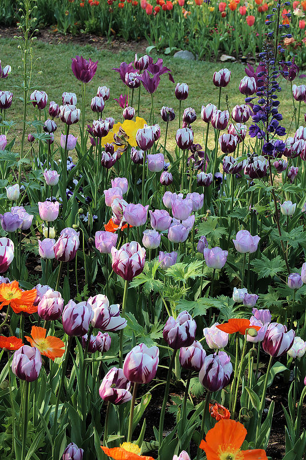 Spring In Descanso Gardens Photograph by Viktor Savchenko