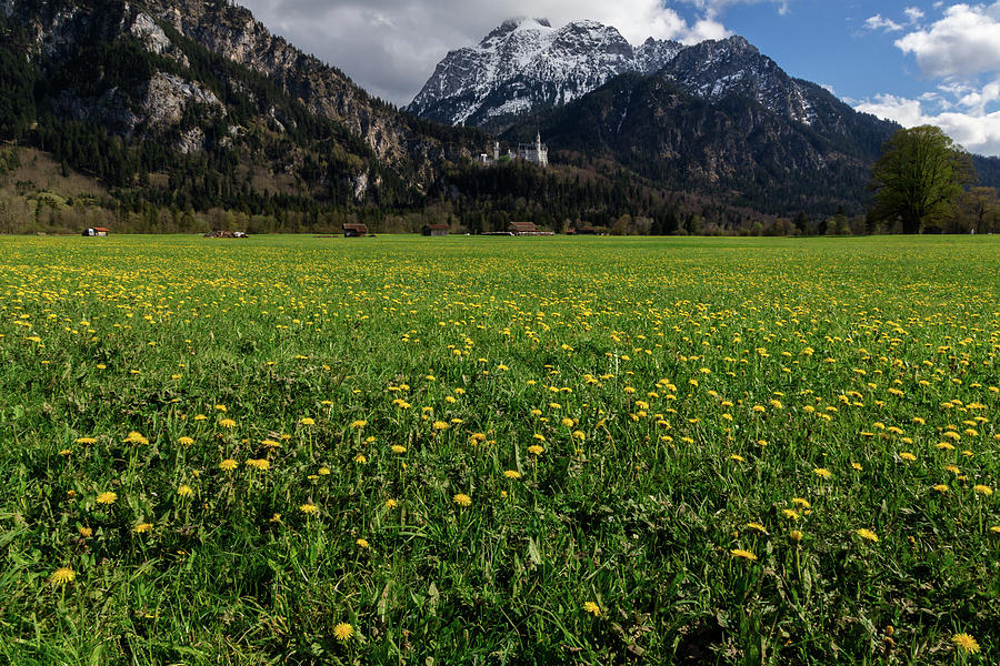 Spring in Fussen with Neuschwanstein Castle Photograph by John Daly