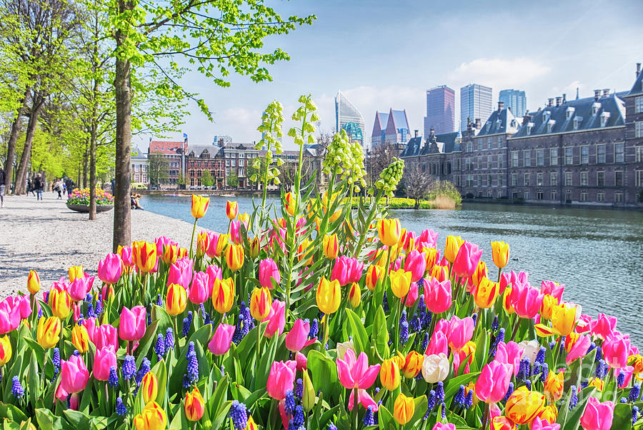 spring in historical center of  the Hague city Photograph by Ariadna De Raadt