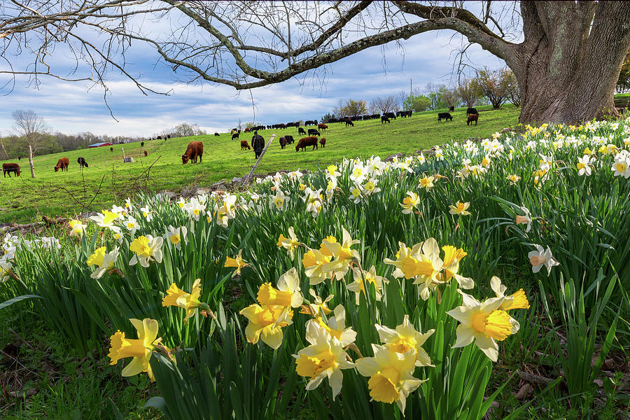 Cow Photograph - Spring in Litchfield by Bill Wakeley