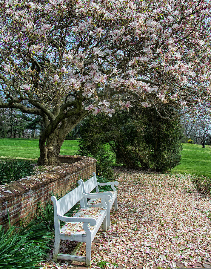 Spring in Odessa by Lois Johnson Spring in Odessa by Lois Johnson