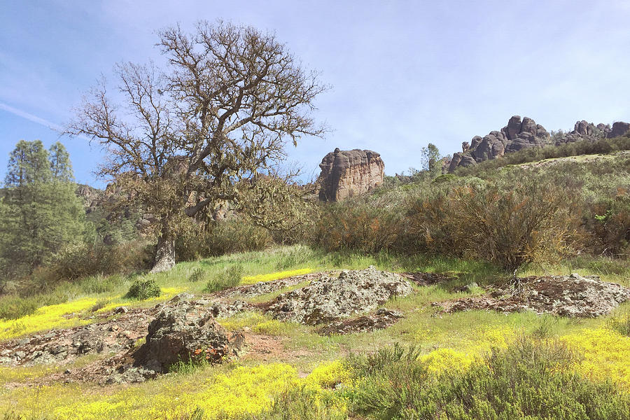 Spring in Pinnacles National Park Photograph by Art Block Collections